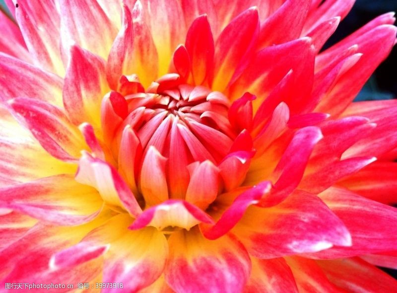 橙色花朵东洋菊图片