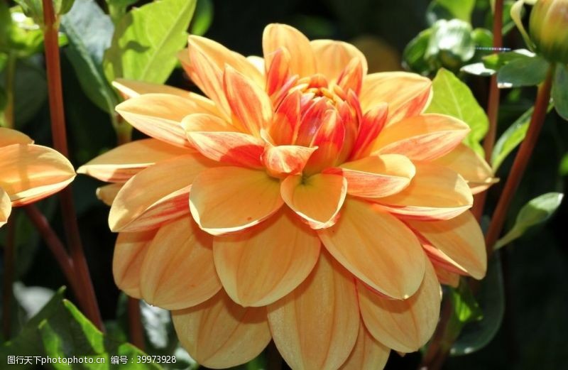 橙色花朵东洋菊图片