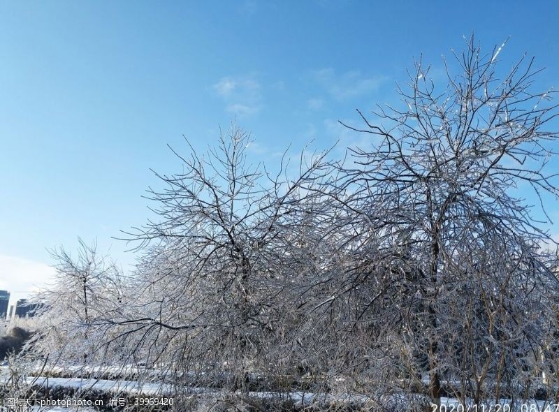 冰雪旅游冻雨冰凝固时间雪树图片