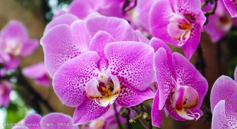 紫色花朵高清兰花大图图片
