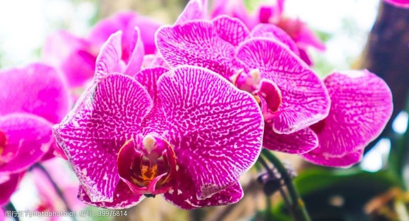 紫色花朵高清兰花摄影图片