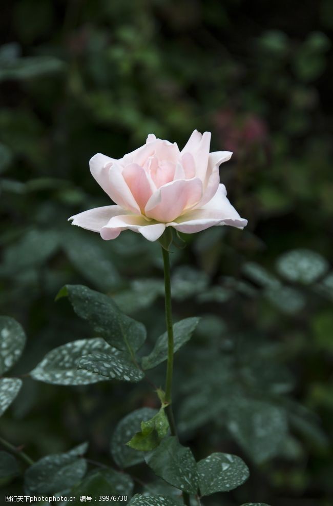 白色情人节花卉摄影素材一朵白玫瑰图片