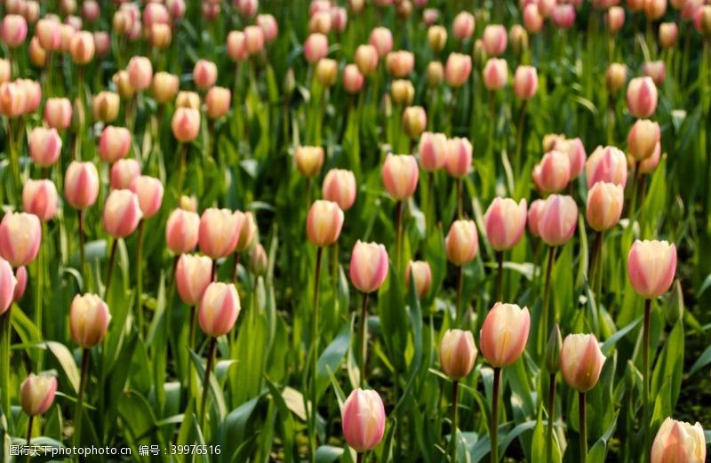 彩色的花花卉园的郁金香花丛图片