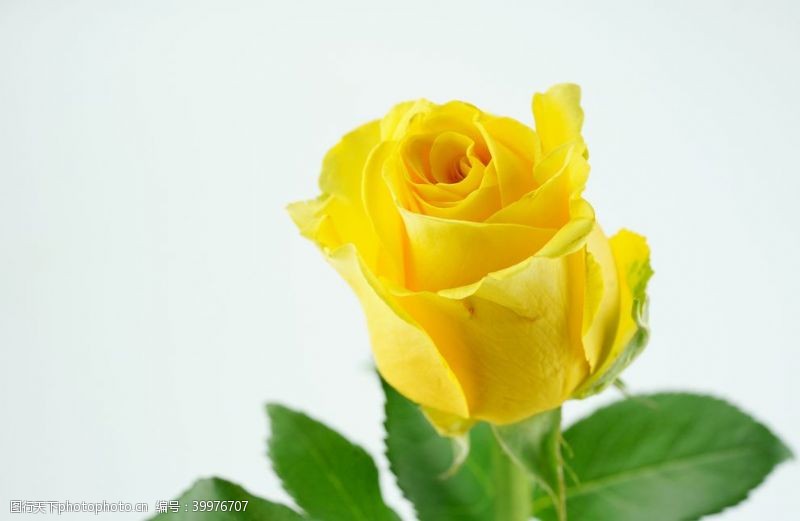 黄色花朵黄玫瑰大图图片