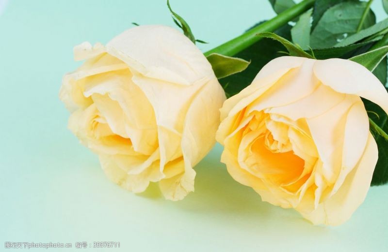 黄色花朵黄玫瑰高清大图图片
