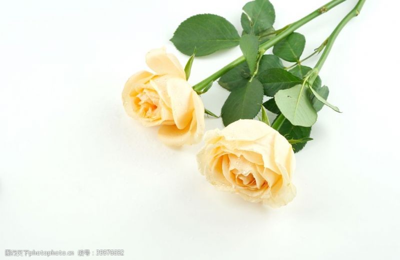 红玫瑰黄色玫瑰花拍摄素材图片