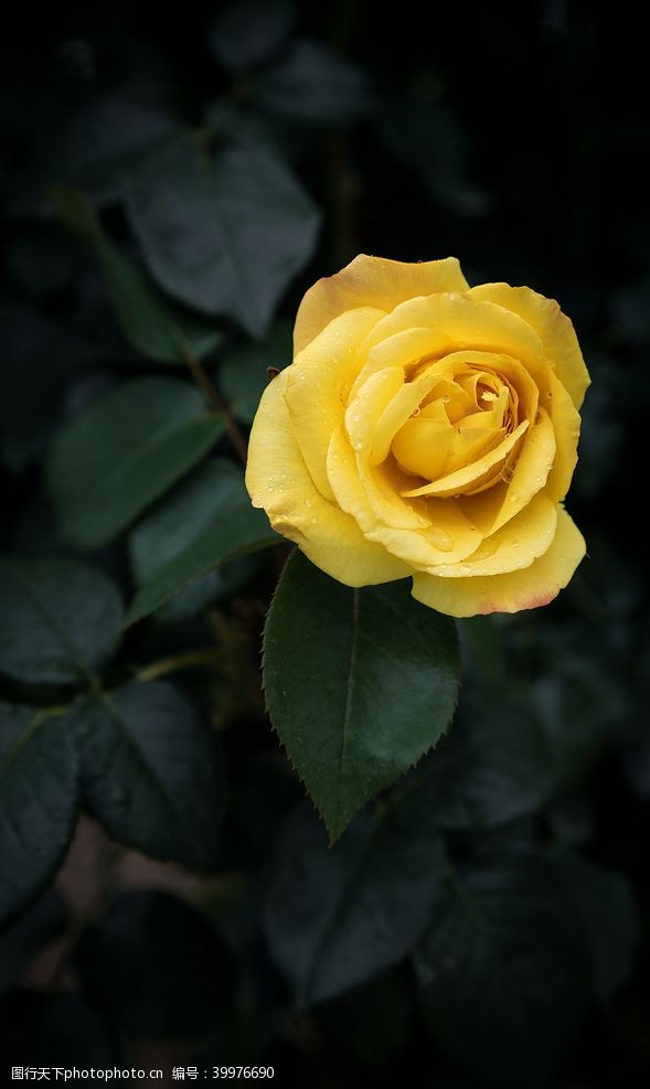 黄玫瑰黄色玫瑰特写图片