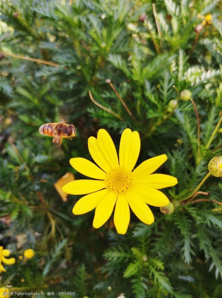蜂蜜花图片