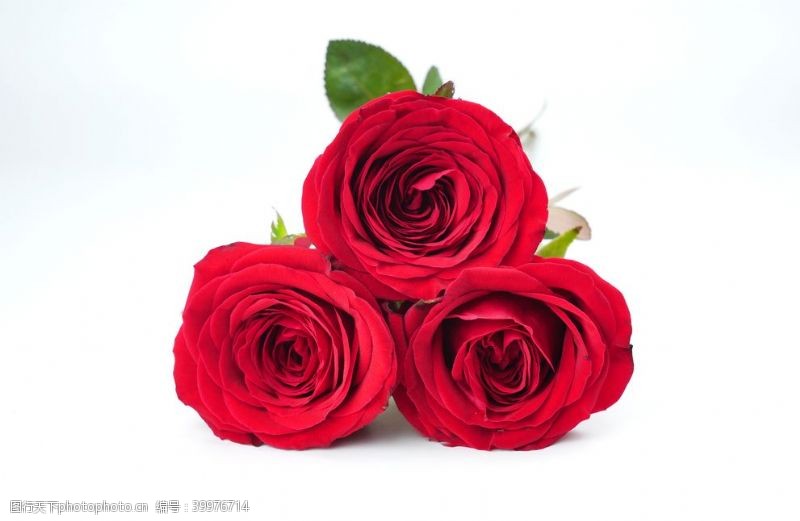 娇艳的红玫瑰特写图片