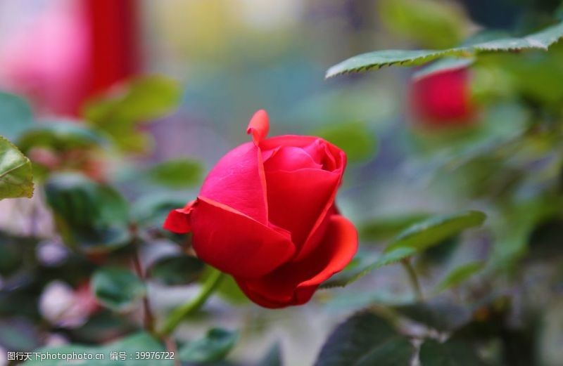 红玫瑰景物摄影一朵待开的玫瑰花图片