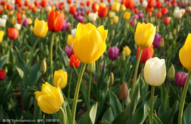 彩色的花景物摄影郁金香花圃图片