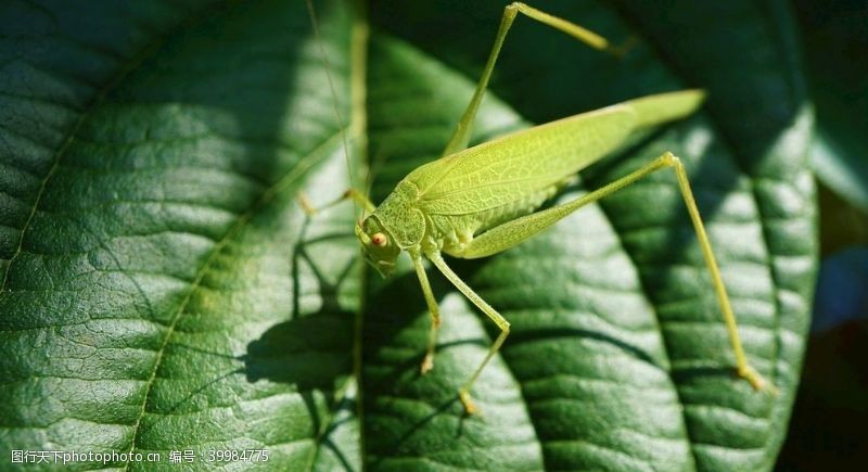 绿色生活昆虫图片