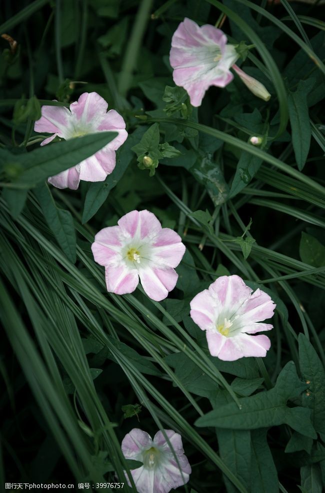 牵牛花喇叭花高清拍摄素材图片