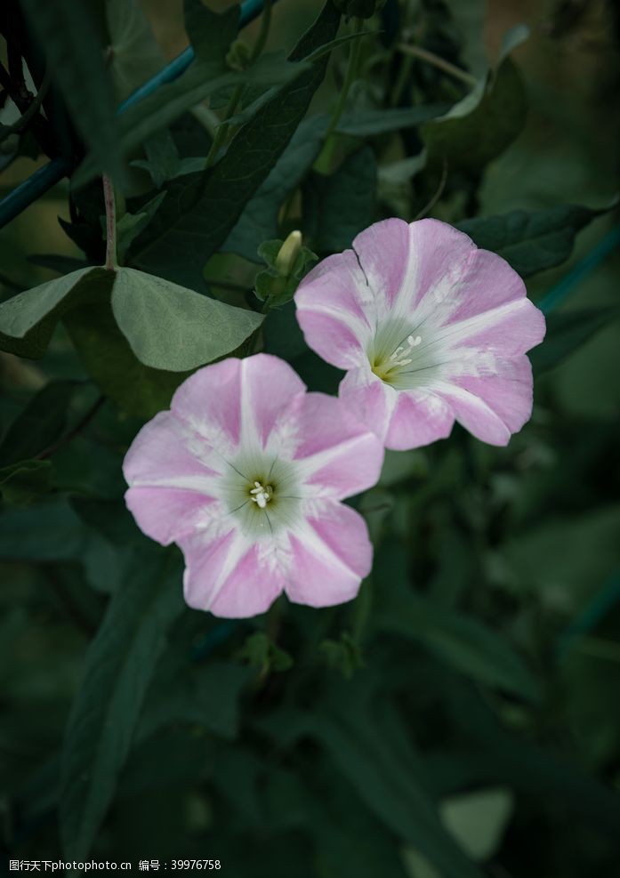 白色花朵喇叭花图片