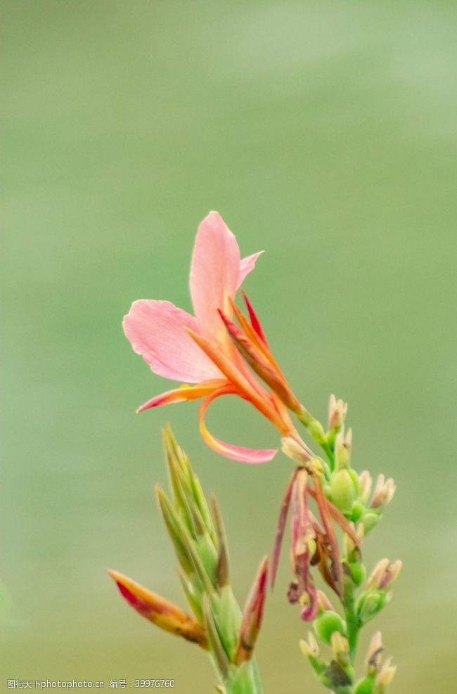 绿色蝴蝶兰花拍摄素材图片
