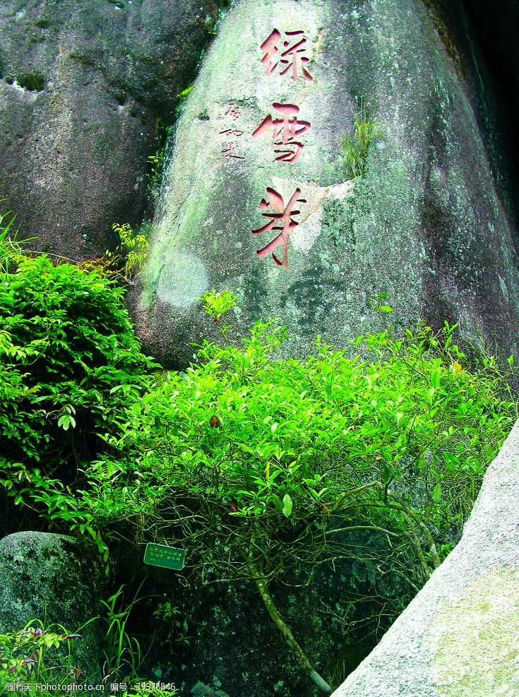 中华茶文化绿雪芽茶树图片