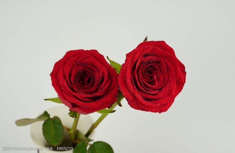 红玫瑰玫瑰花拍摄素材图片