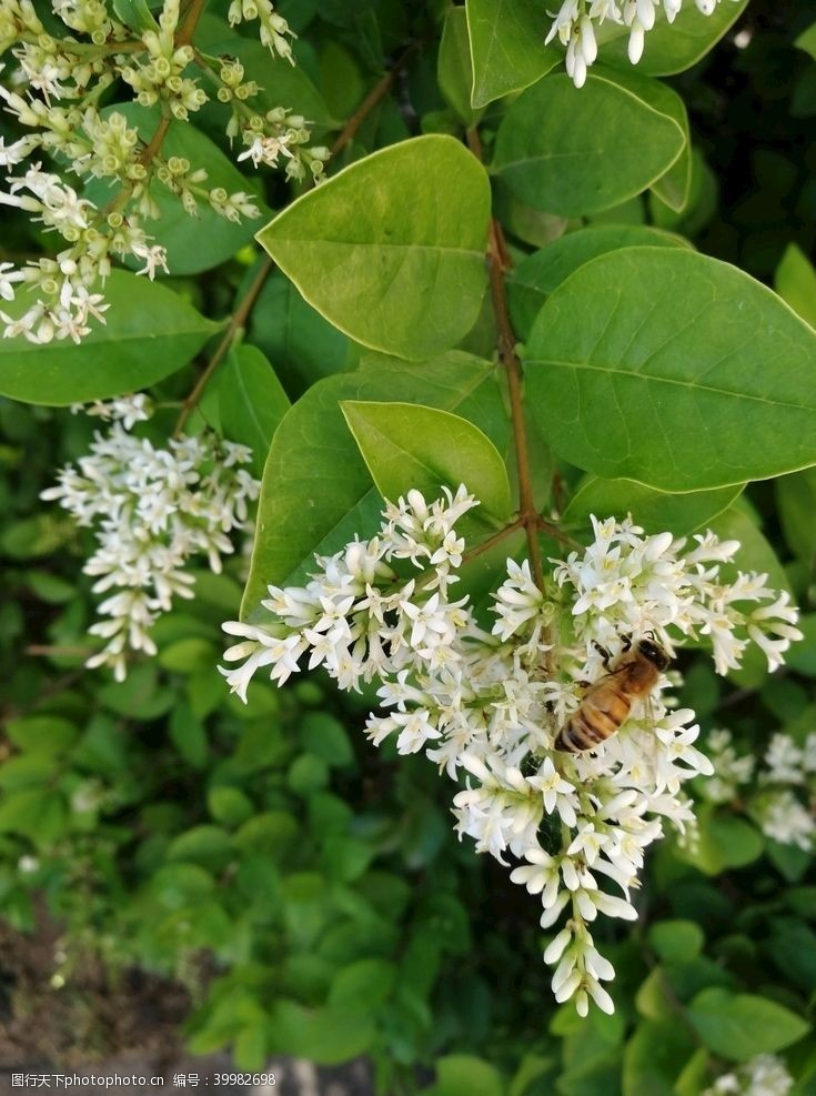 植物昆虫蜜蜂白花图片