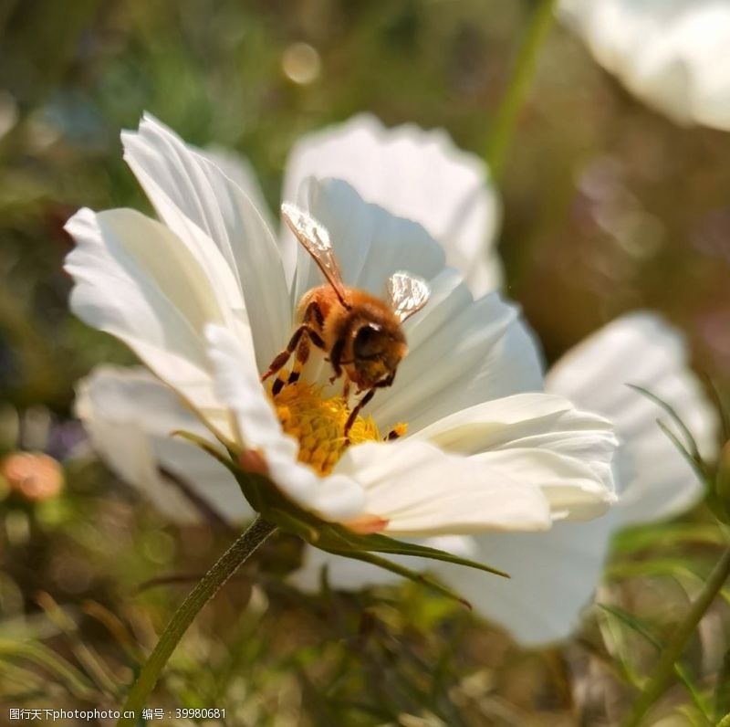 植物昆虫蜜蜂花朵鲜花图片