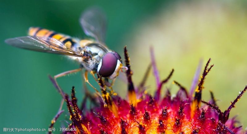 草原野花蜜蜂图片