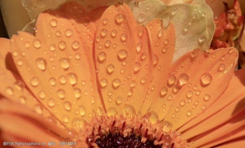 漂亮的花朵漂亮的非洲菊摄影美图图片