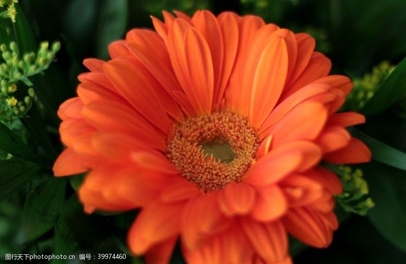 漂亮的花朵漂亮的非洲菊摄影美图图片