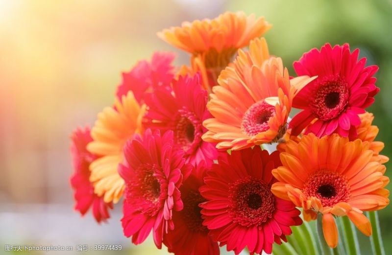 漂亮的花朵漂亮的非洲菊图片