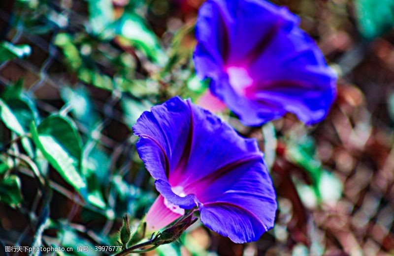 紫色花朵牵牛花高清素材图片
