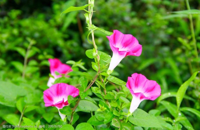 牵牛花花朵特写高清图图片