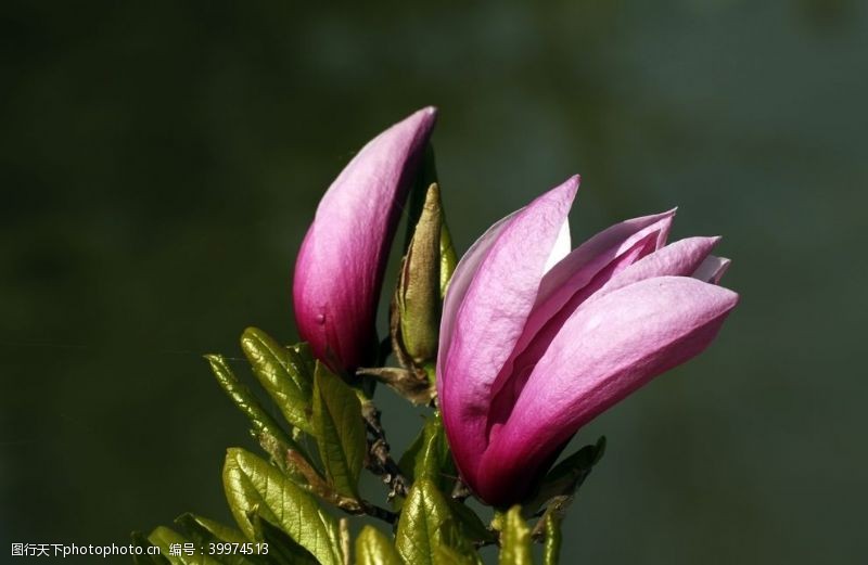 漂亮的花朵清新漂亮的玉兰花图片
