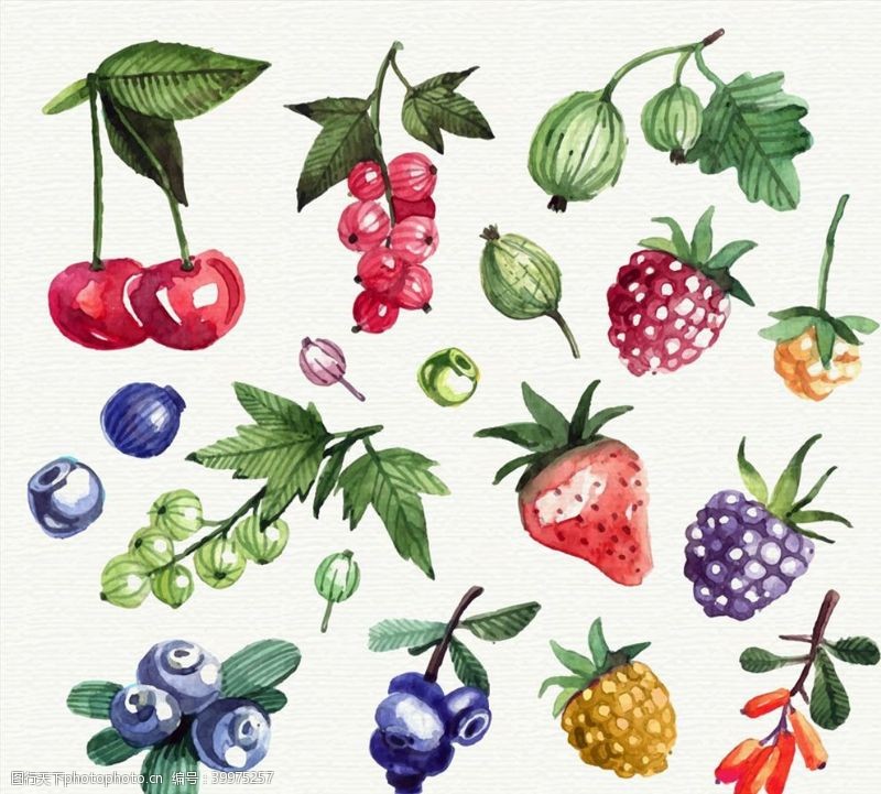 矢量水果水彩绘新鲜水果图片