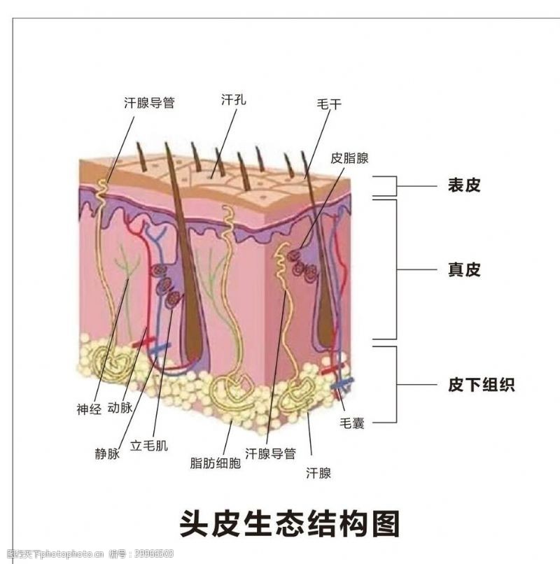 组织结构头皮生态结构图图片