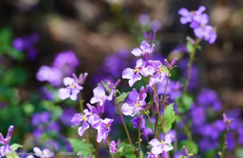 紫色花朵夏季兰花摄影素材图片