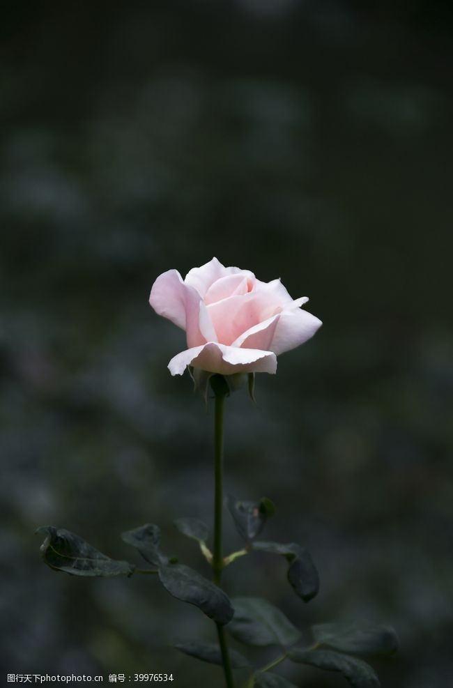 花草图案鲜花摄影素材一朵白玫瑰图片
