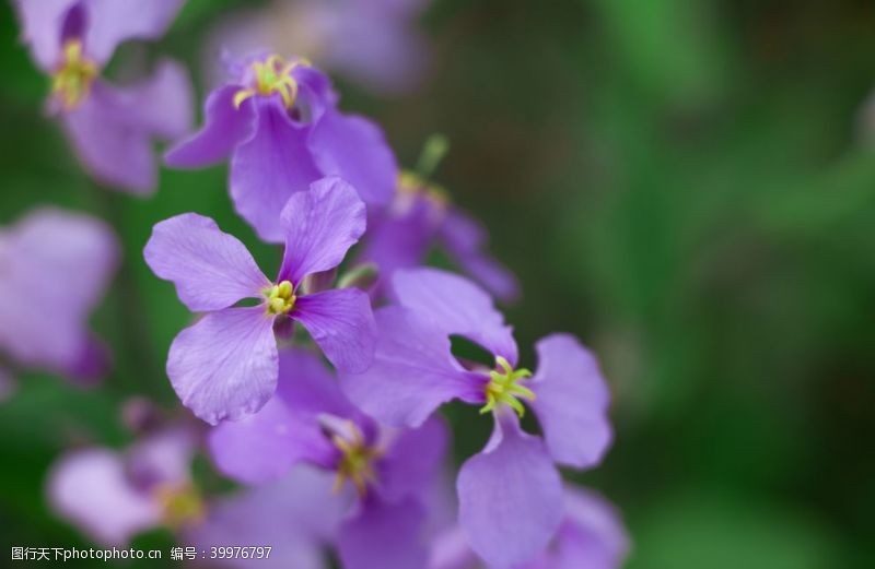 紫色花朵夏日户外兰花盛开微距摄影图片