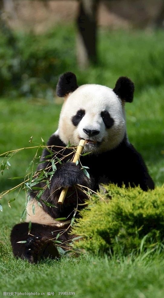 黑白树熊猫图片