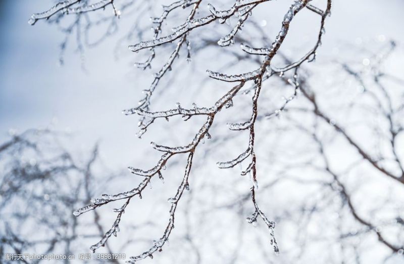 冰雪旅游雪树枝图片