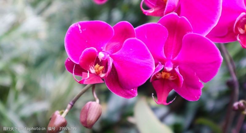 紫色花朵一枝兰花图片