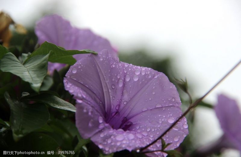 紫色花朵雨后的牵牛花特写图片