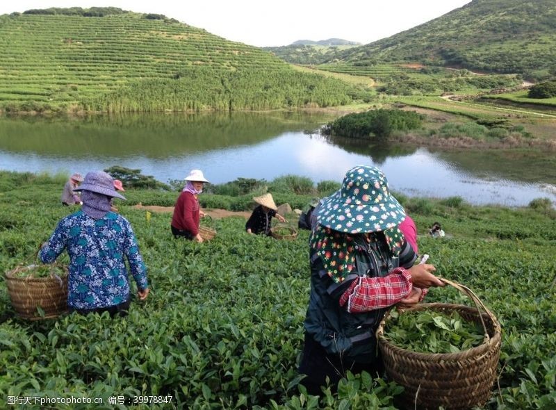 茶叶素材嵛山岛茶叶基地采茶场景图片
