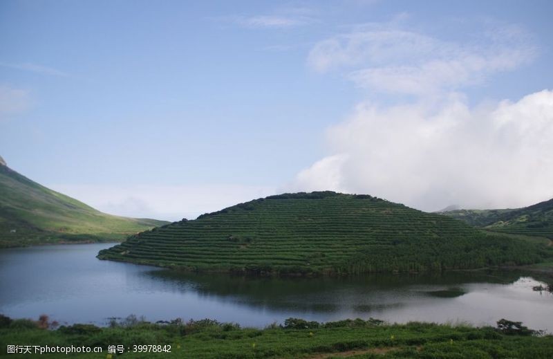 红茶嵛山岛图片