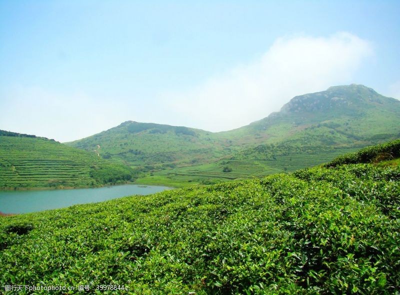 茶文化设计嵛山岛有机茶生产基地图片