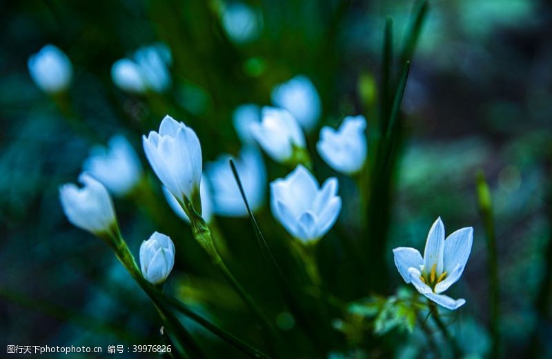 美丽花朵绽放的白色水仙花图片