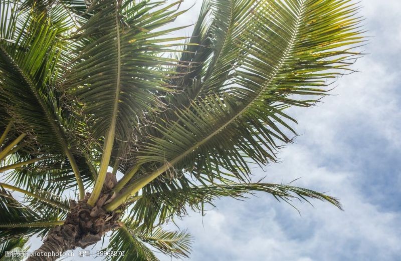 云南山水棕榈树图片