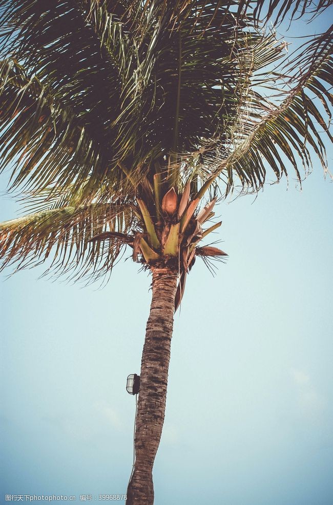 扇面棕榈树图片