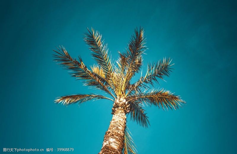 枝干棕榈树图片