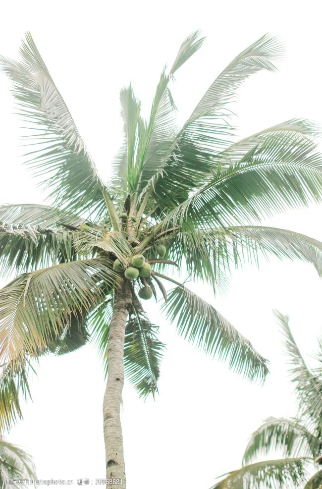 枝干棕榈树图片