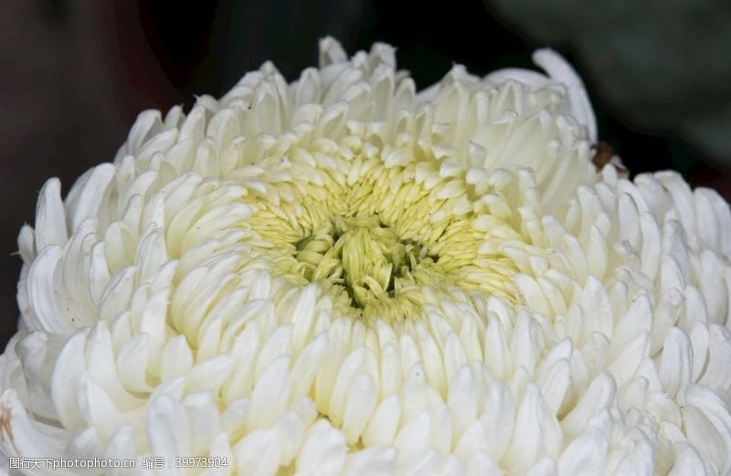 菊花盛开白菊图片