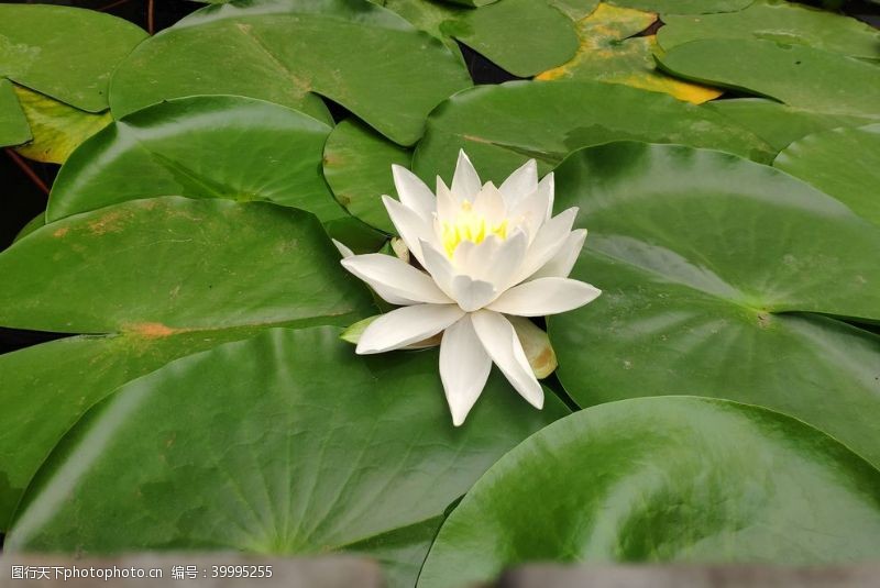 中国印白色纯洁的莲花特写图片