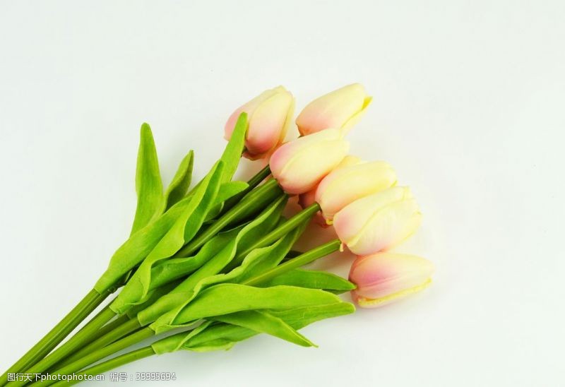 色彩丰富白色底板上的黄色郁金香花束图片